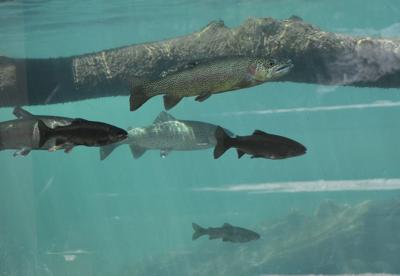 The Idaho Fish and Game MK Nature Center 